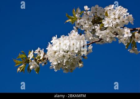 Ein blühender Kirschbaum, der im Frühjahr mit weißer Blüte überfüllt ist. Stockfoto