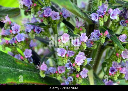 Echium pininana (Baum Echium, Kiefer Echium oder Giant Viper's-bugloss) auf dem Display in der Walled Garden in Hartland Abbey Estate and Gardens, North Devon. Stockfoto