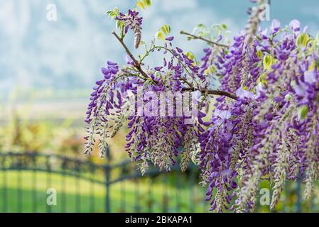 Schönen lila Wisteria Blumen blühen im Frühling Garten Stockfoto