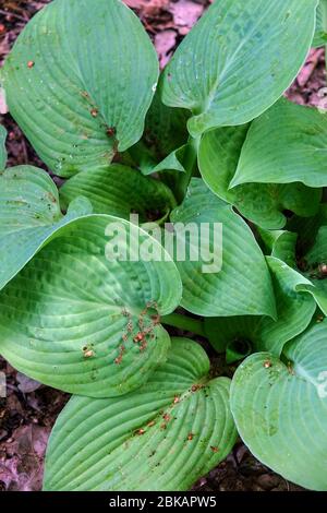 Hosta „King Tut“ Stockfoto