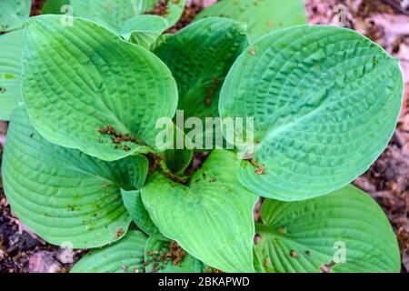 Hosta „King Tut“ Stockfoto