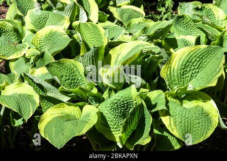 Hosta 'Sunshine Glory' Stockfoto