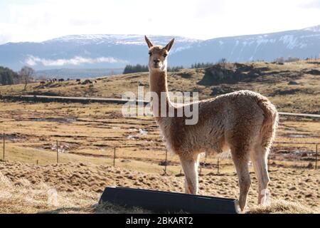 Vicuna oder Vicuñas im Highland Wildlife Park mit Blick auf die Cairngorms im Hintergrund, Cairngorms, Scottish Highlands, Schottland, Großbritannien Stockfoto