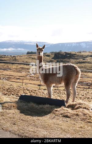 Vicuna oder Vicuñas im Highland Wildlife Park mit Blick auf die Cairngorms im Hintergrund, Cairngorms, Scottish Highlands, Schottland, Großbritannien Stockfoto