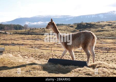 Vicuna oder Vicuñas im Highland Wildlife Park mit Blick auf die Cairngorms im Hintergrund, Cairngorms, Scottish Highlands, Schottland, Großbritannien Stockfoto