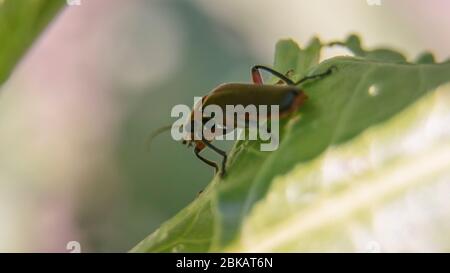 Ein Käfer, der auf dem Blatt stielte Stockfoto