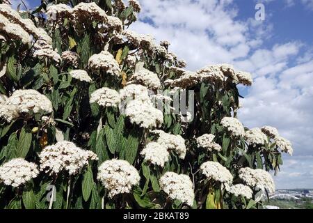 Viburnum rhytidophyllum Leatherleaf Stockfoto