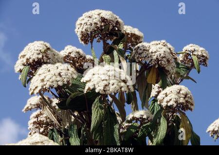 Leatherleaf Viburnum rhytidophyllum Stockfoto