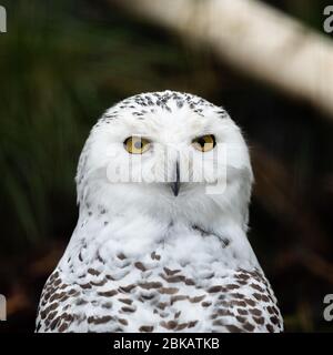 Porträt von Schneeeule Stockfoto