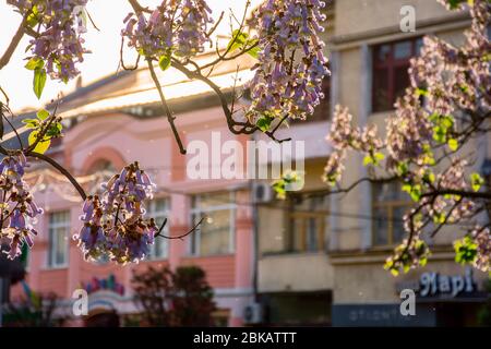 Uschhorod, ukraine - 1. MAI 2018: Paulownia tomentosa Baum in Blüte in nächster Nähe, am Koriatovycha-Platz gelegen. Wundervolle Äste mit Blumen in frn Stockfoto