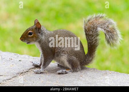 Uploders, Dorset, Großbritannien. Mai 2020. UK Wetter: Ein graues Eichhörnchen füttert an einer Wand in einem Garten bei Uploders in Dorset an einem bewölkten Tag. Bild: Graham Hunt/Alamy Live News Stockfoto