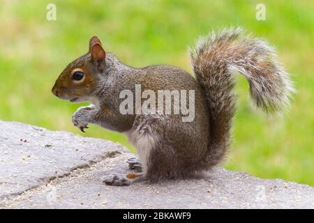 Uploders, Dorset, Großbritannien. Mai 2020. UK Wetter: Ein graues Eichhörnchen füttert an einer Wand in einem Garten bei Uploders in Dorset an einem bewölkten Tag. Bild: Graham Hunt/Alamy Live News Stockfoto