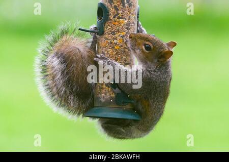 Uploders, Dorset, Großbritannien. Mai 2020. UK Wetter: Ein graues Eichhörnchen hängt an einem Futterhäuschen, um an einem bewölkten Tag in einem Garten bei Uploders in Dorset den Samen zu fressen. Bild: Graham Hunt/Alamy Live News Stockfoto