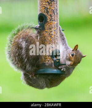 Uploders, Dorset, Großbritannien. Mai 2020. UK Wetter: Ein graues Eichhörnchen hängt an einem Futterhäuschen, um an einem bewölkten Tag in einem Garten bei Uploders in Dorset den Samen zu fressen. Bild: Graham Hunt/Alamy Live News Stockfoto