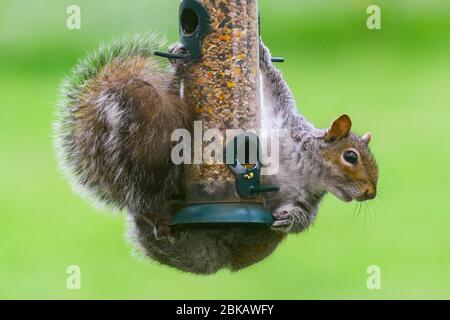 Uploders, Dorset, Großbritannien. Mai 2020. UK Wetter: Ein graues Eichhörnchen hängt an einem Futterhäuschen, um an einem bewölkten Tag in einem Garten bei Uploders in Dorset den Samen zu fressen. Bild: Graham Hunt/Alamy Live News Stockfoto