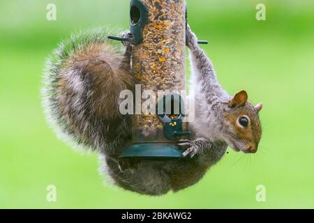 Uploders, Dorset, Großbritannien. Mai 2020. UK Wetter: Ein graues Eichhörnchen hängt an einem Futterhäuschen, um an einem bewölkten Tag in einem Garten bei Uploders in Dorset den Samen zu fressen. Bild: Graham Hunt/Alamy Live News Stockfoto