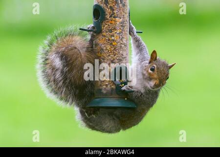 Uploders, Dorset, Großbritannien. Mai 2020. UK Wetter: Ein graues Eichhörnchen hängt an einem Futterhäuschen, um an einem bewölkten Tag in einem Garten bei Uploders in Dorset den Samen zu fressen. Bild: Graham Hunt/Alamy Live News Stockfoto