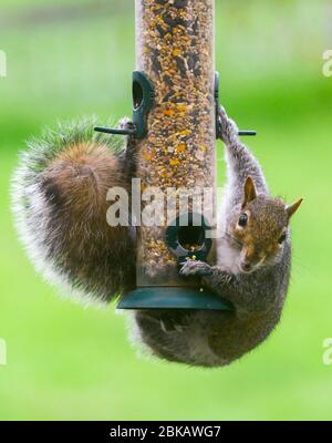 Uploders, Dorset, Großbritannien. Mai 2020. UK Wetter: Ein graues Eichhörnchen hängt an einem Futterhäuschen, um an einem bewölkten Tag in einem Garten bei Uploders in Dorset den Samen zu fressen. Bild: Graham Hunt/Alamy Live News Stockfoto