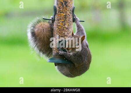 Uploders, Dorset, Großbritannien. Mai 2020. UK Wetter: Ein graues Eichhörnchen hängt an einem Futterhäuschen, um an einem bewölkten Tag in einem Garten bei Uploders in Dorset den Samen zu fressen. Bild: Graham Hunt/Alamy Live News Stockfoto