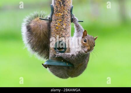 Uploders, Dorset, Großbritannien. Mai 2020. UK Wetter: Ein graues Eichhörnchen hängt an einem Futterhäuschen, um an einem bewölkten Tag in einem Garten bei Uploders in Dorset den Samen zu fressen. Bild: Graham Hunt/Alamy Live News Stockfoto