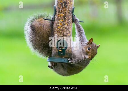 Uploders, Dorset, Großbritannien. Mai 2020. UK Wetter: Ein graues Eichhörnchen hängt an einem Futterhäuschen, um an einem bewölkten Tag in einem Garten bei Uploders in Dorset den Samen zu fressen. Bild: Graham Hunt/Alamy Live News Stockfoto