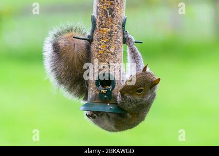 Uploders, Dorset, Großbritannien. Mai 2020. UK Wetter: Ein graues Eichhörnchen hängt an einem Futterhäuschen, um an einem bewölkten Tag in einem Garten bei Uploders in Dorset den Samen zu fressen. Bild: Graham Hunt/Alamy Live News Stockfoto