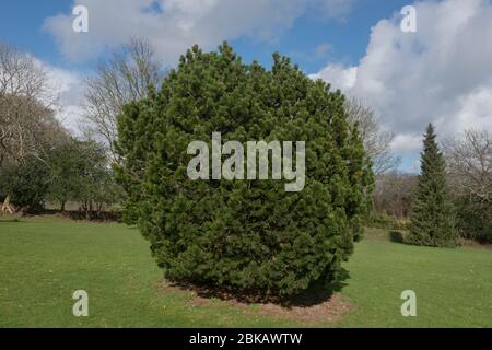 Frühlingslaub einer Evergreen Nadelholzkiefer (Pinus mugo 'Gnom'), die in einem Pinetum im ländlichen Cornwall, England, Großbritannien wächst Stockfoto