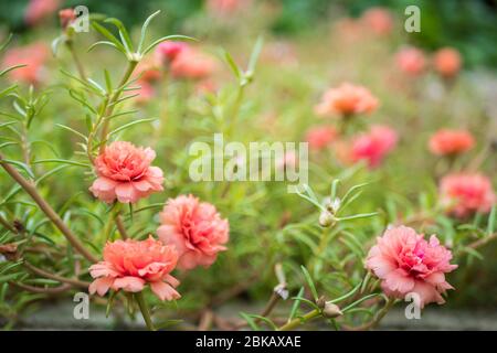 Nahaufnahme der japanischen Rosen im Garten. Stockfoto