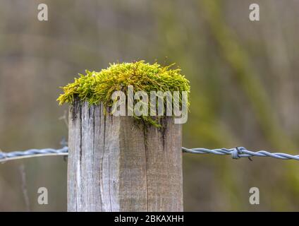 Grünes Moos wächst auf einem hölzernen Zaun Pfosten mit Stacheldraht und einem verschwommenen Hintergrund. Stockfoto