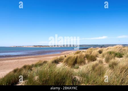 Sandstrand und Dünen mit Marram Grass, auch bekannt als Beachgrass. Ammophila arenaria. Küstenlebensraum, Instow, Nord Devon, England. Stockfoto