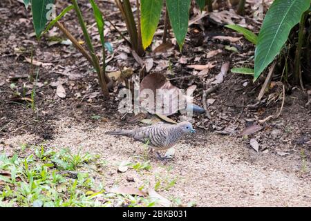 Zebrataubenvogel in der tropischen Natur im Perdana Botanical Garden, Malaysia. Stockfoto