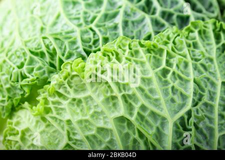 Wirsing Kohl Superfood Textur.Nahaufnahme. Stockfoto