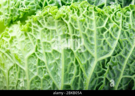 Wirsing Kohl Superfood Textur.Nahaufnahme. Stockfoto