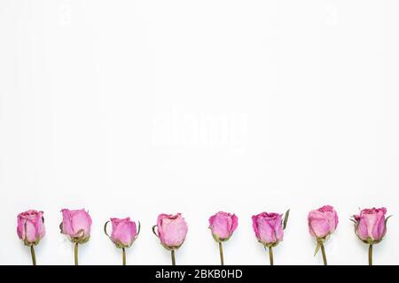 Trockene rosa Rosenblüten auf weißem Hintergrund. Blumenmuster, flaches Lay, Draufsicht, Kopierraum Stockfoto