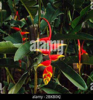 Heliconia rostrata, hängende Hummer-Klaue Blume, Südamerika Stockfoto