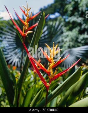 Heliconia sp. Singapur Hybrid Stockfoto