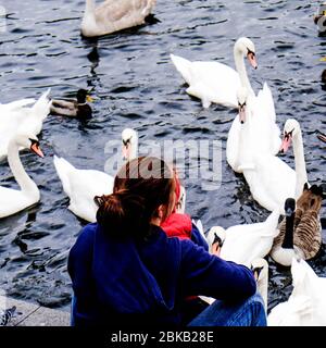 Anonyme Frau sitzt auf EINEM Flussufer umgeben von schönen weißen Schwäne auf der Suche nach Essen Stockfoto