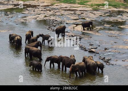 Pinnawala Elephant Waisenhaus. Etwa 100 km von Colombo. Das Beste in Sri Lanka. Kann Herde von Elefanten sehen und kann mit ihren täglichen Aktivitäten beteiligt. Stockfoto