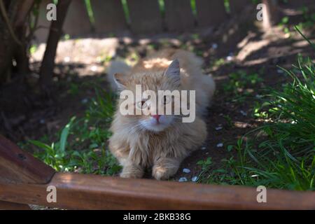 Rote flauschige Katze ruht im Schatten. Stockfoto