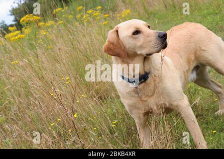 Golden Labrador Stockfoto