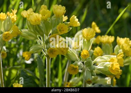 Kuhtscher (Primula veris) ein mehrköpfiger primula in voller Blüte und von der Nachmittagssonne hinterleuchtet, April, Berkshire Stockfoto