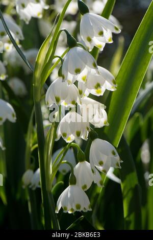 Sommer Schneeflocke oder Loddon Lilie (Leucojum aestivum) Blumen von Frühling Nachmittag Sonnenschein, Berkshire hinterleuchtet. April Stockfoto