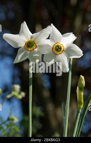 Altes Fasanenauge (Narcissus poeticus var. recurvus) Blüten, Teilung 13 Narzisse mit weißer Perianth und gelber und roter Corona, Berkshire, April Stockfoto