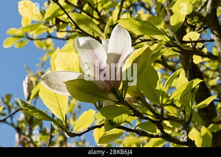 Untertasse oder chinesische Magnolie (Magnolia x soulangeana) Spätblüte mit sich entwickelnden Blättern am Baum, Berkshire, April Stockfoto