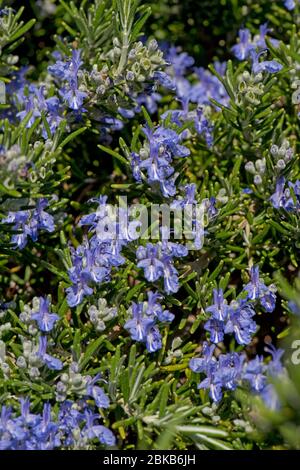 Hängende oder kriechende Rosmarin (Rosmarinus officinaris prostratus) blaue Blume auf Prostatakraut attraktiv für Bienen und andere Wirbellose, April Stockfoto