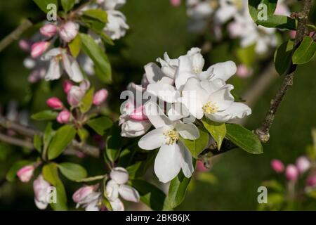 Zierpflanze, Garten, Krabbenapfel (Malus 'John Downie') mit schneeweißen Blüten, rosa Knospen und Blättern im Frühjahr, Berkshire, April Stockfoto