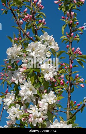 Ziergarten, Krabbenapfel (Malus 'John Downie') mit schneeweißen Blüten vor einem blauen Frühlingshimmel, Berkshire, April Stockfoto