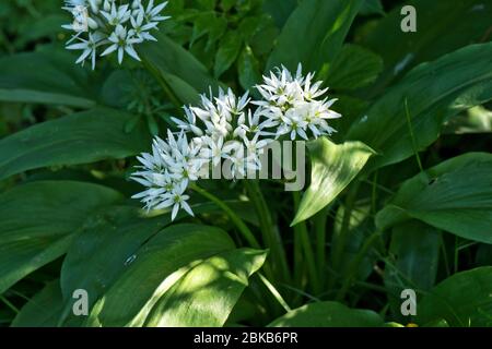 Bärlauch oder Ramsons (Allium ursinum) weiße Blüten einer Waldpflanze mit essbaren Blättern in der Küche verwendet, Berkshire, April Stockfoto