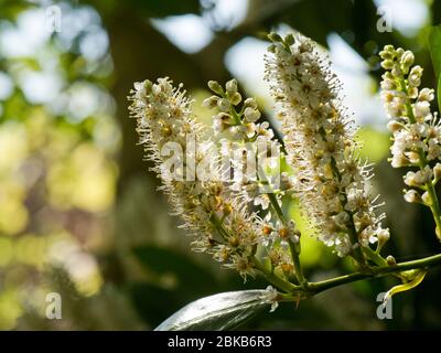 Kirschblüte oder gewöhnlicher Lorbeer (Prunus laurocersus) Blumen mit getupfter Hintergrundbeleuchtung in hellem Wald, Berkshire, April Stockfoto