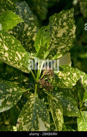 Japanischer oder gefleckter Lorbeer (Aucuba japonica) rote unscheinbare Blüten unter grün gelb gefleckten Blättern, April Stockfoto